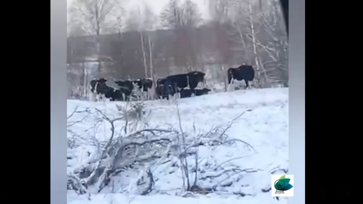Ukraina: stado zdziczałych krów mieszka w pobliżu Czarnobyla