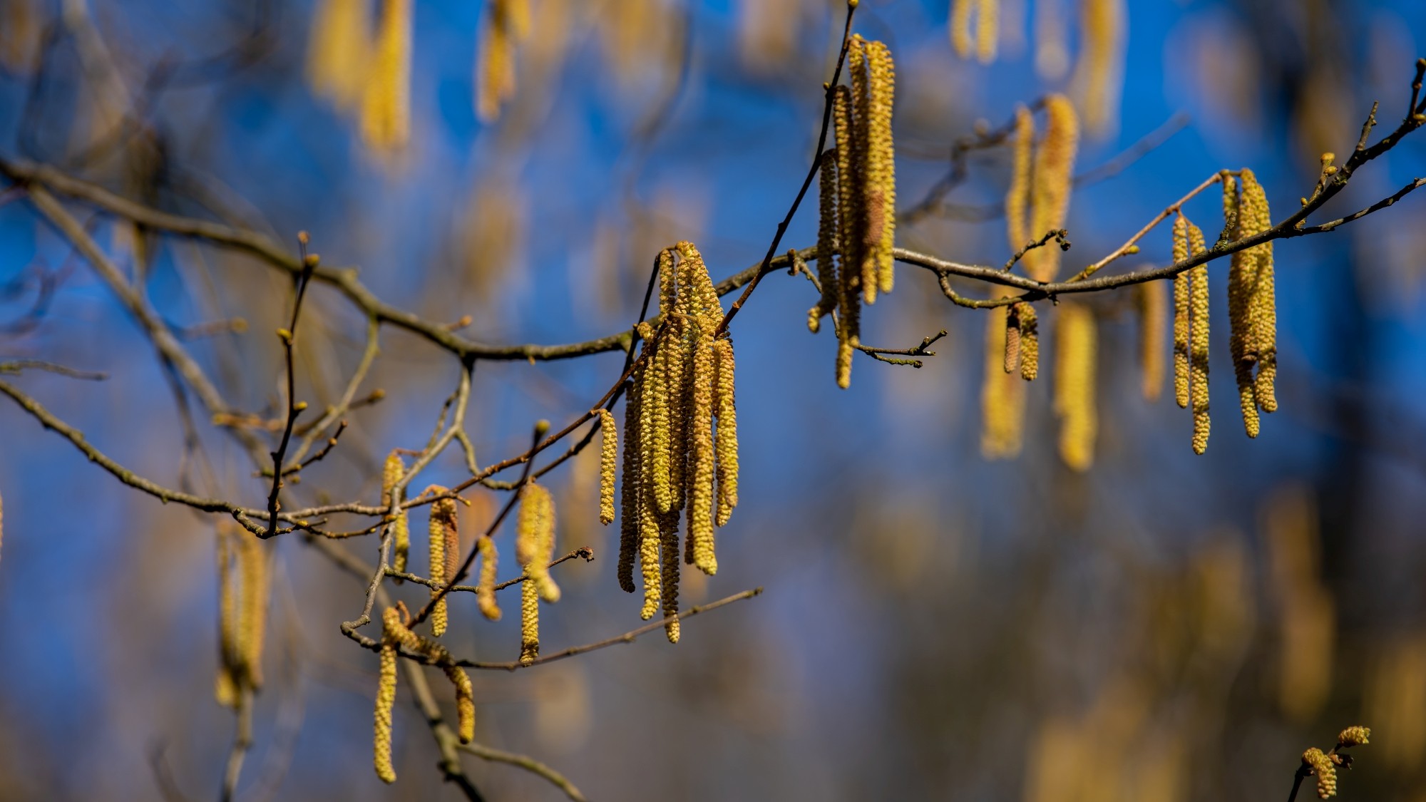 Wiosna coraz bliżej - zdjęcie 18