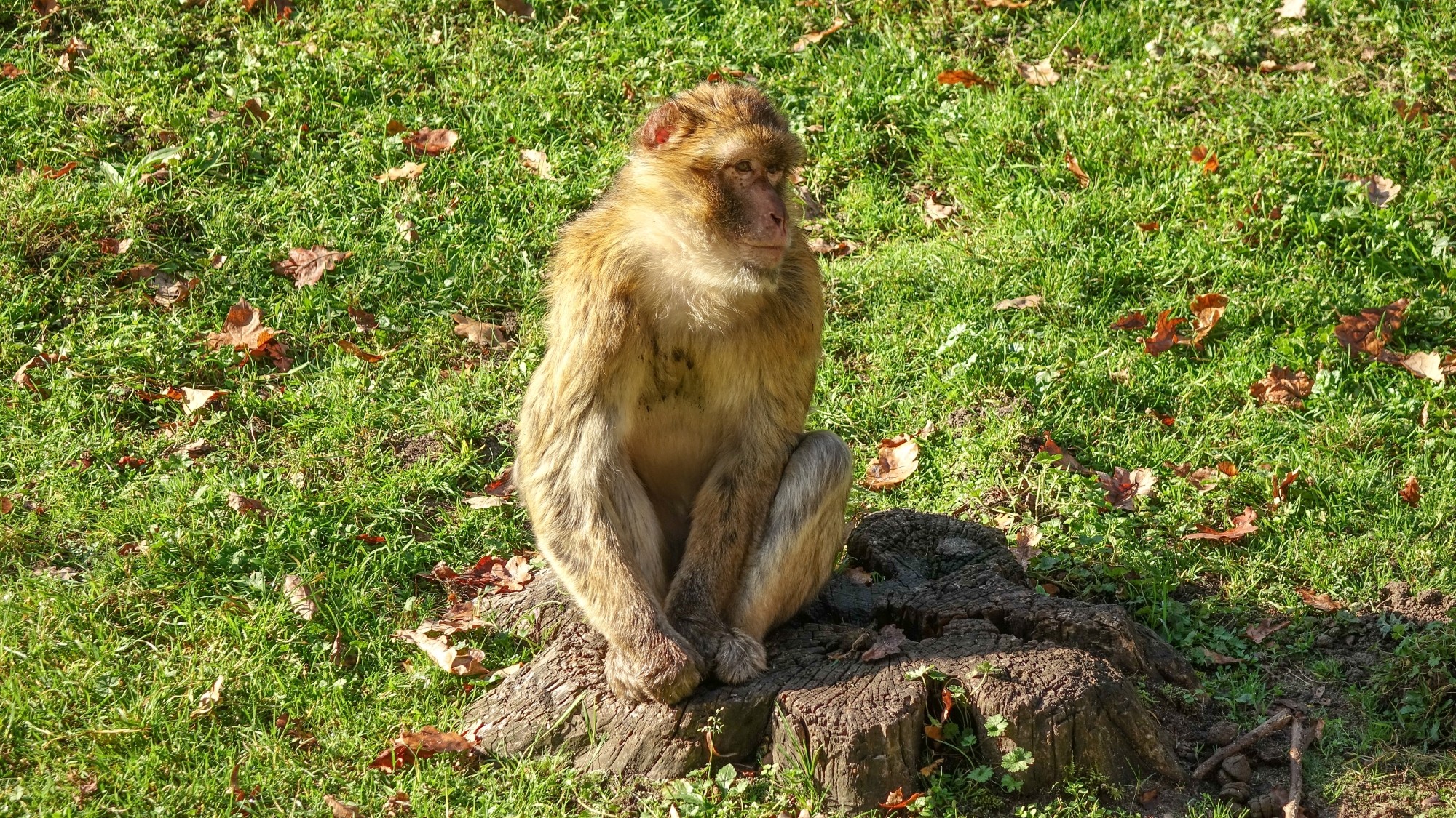 Z kamerą wśród zwierząt - zdjęcie 24