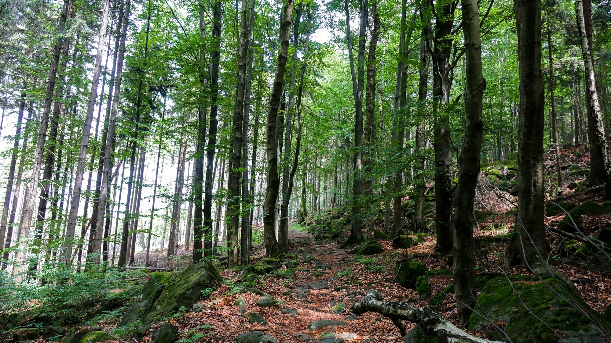 Czerwiec w obiektywie - zdjęcie 30