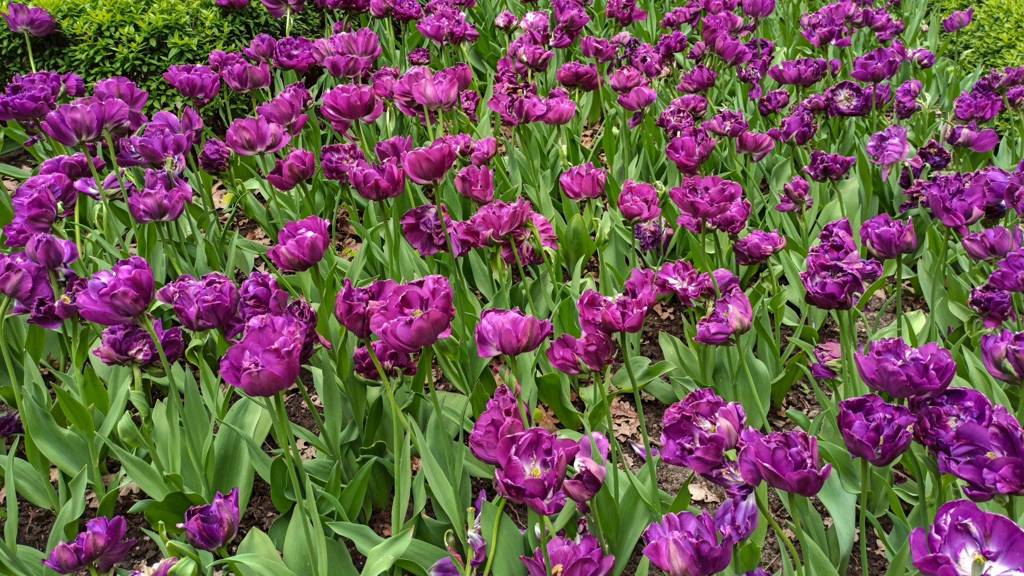 Całe piękno późnej wiosny - zdjęcie 6