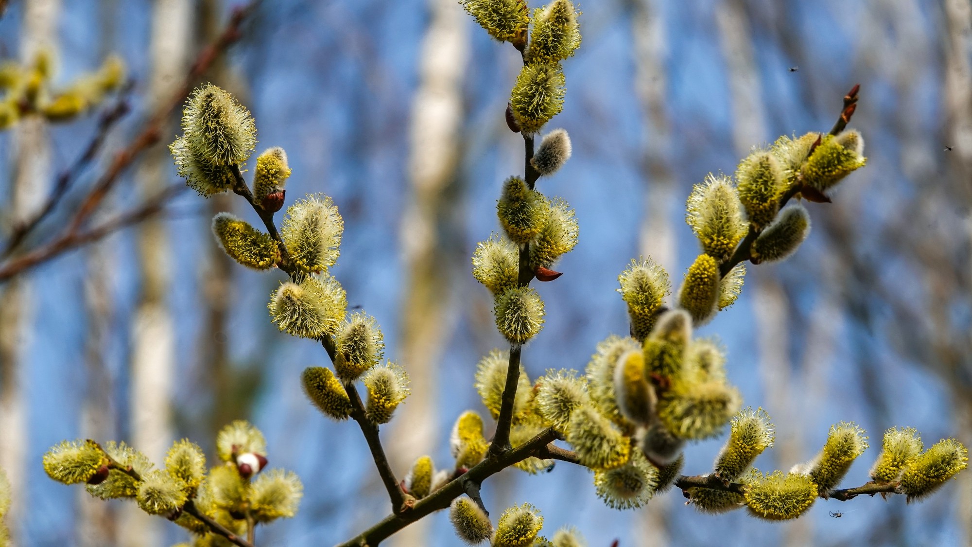 Marzec w obiektywie - zdjęcie 15