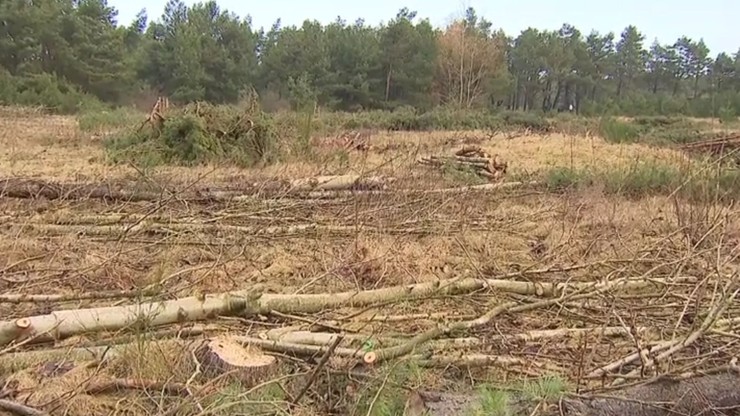 Dwie osoby z zarzutami za wycięcie lasu w Łebie. Grozi im do 5 lat pozbawienia wolności