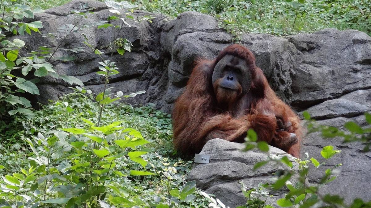 Orangutan potrzebował pomocy. Sam zrobił sobie lekarstwo 