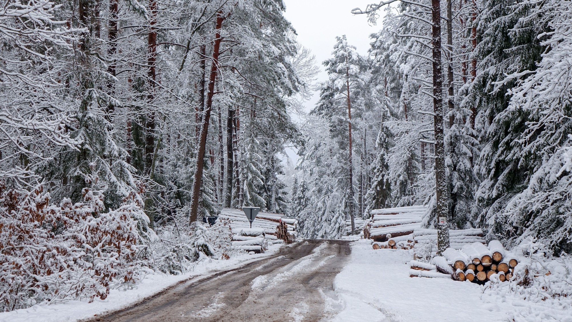 Urocze zakątki w lasach - zdjęcie 15