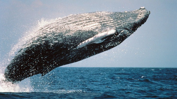 "Okrutna rzeź wielorybów". Miliony osób podpisały petycję do rządu Norwegii