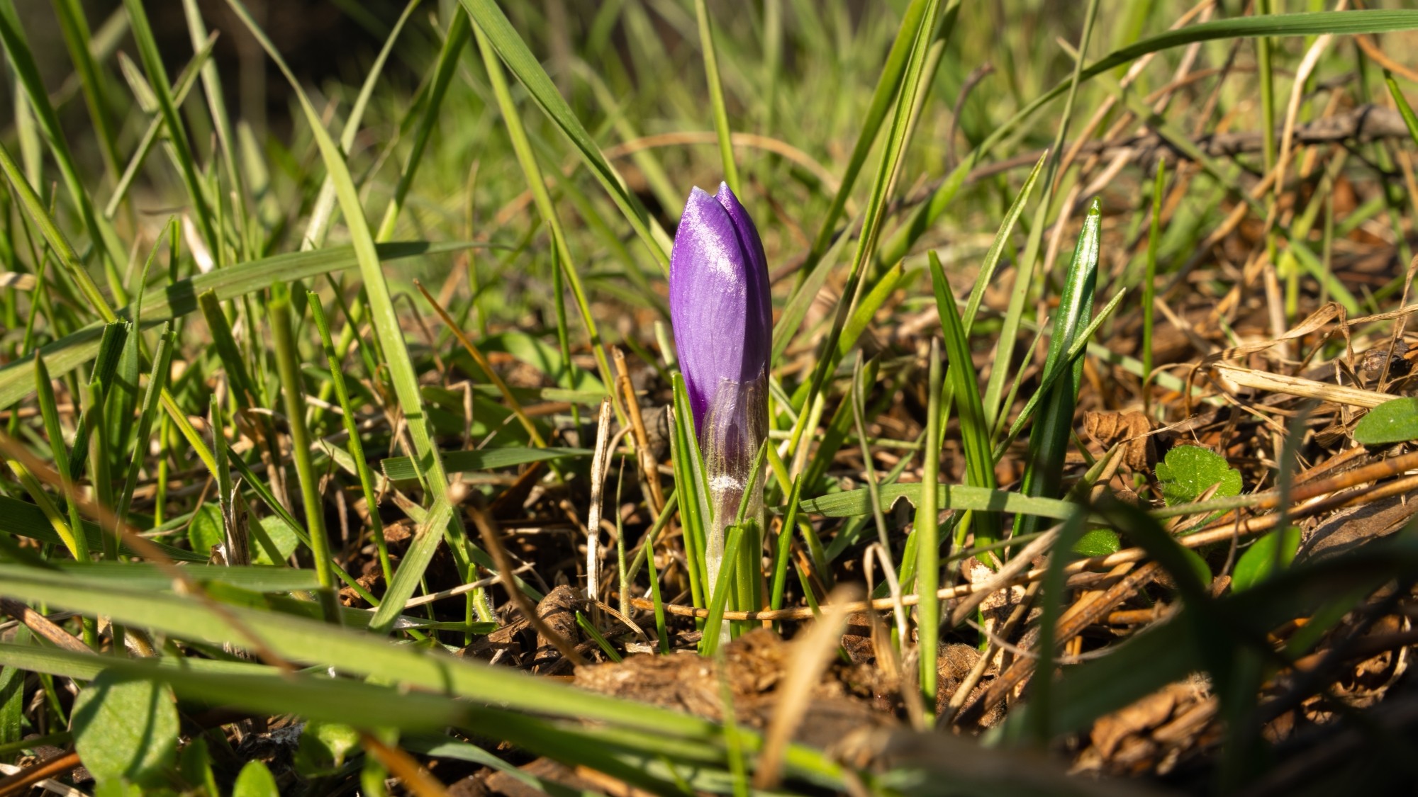 Kraina krokusów - zdjęcie 13