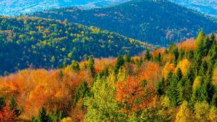 17.11.2023 05:59 Barwy jesieni w górskim lesie zachwycają. Zobacz i naciesz się polską przyrodą