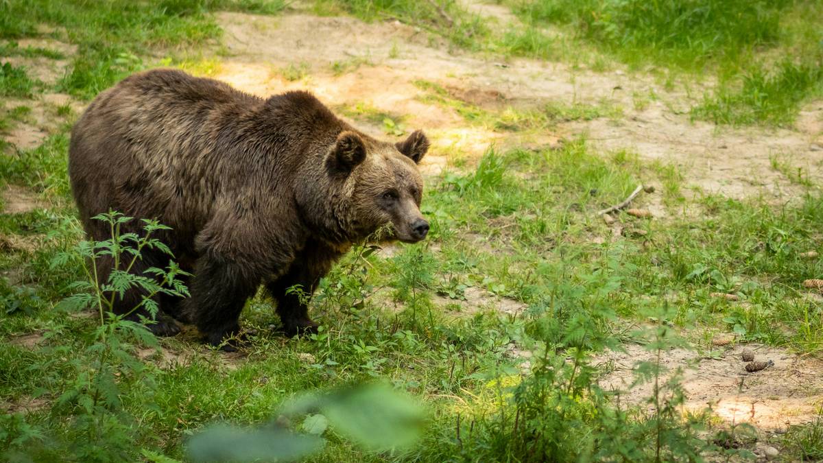 Niedźwiedź brunatny na trawiastym terenie z zaroślami.
