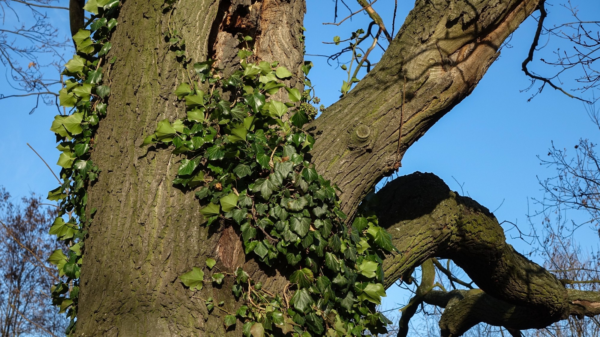 Najcieplejsza zima w historii - zdjęcie 22