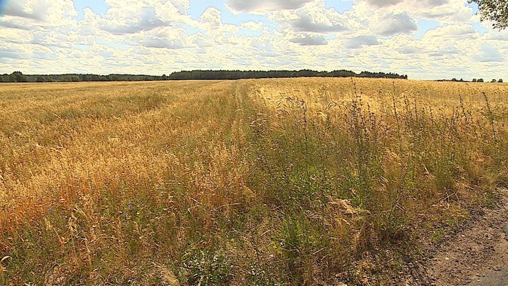 52 komisje oszacują straty po suszy rolniczej w Lubuskiem