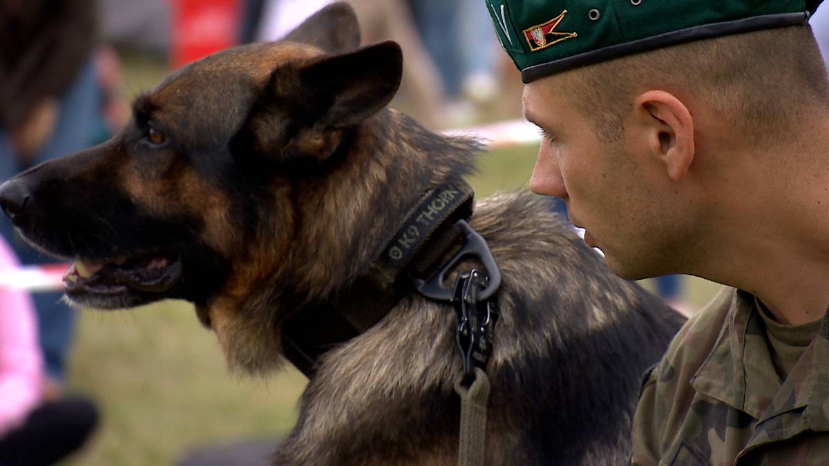 Owczarek niemiecki z założoną obrożą patrzy w lewo, obok stoi żołnierz w zielonej czapce.