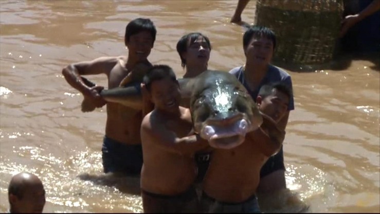 Jesiotry-giganty i 10 tys. kilogramów karpi. Chiński festiwal łowienia ryb