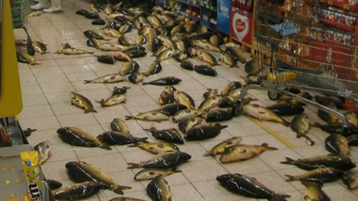 Kilkadziesiąt żywych karpi na podłodze. Skandal w tyskim hipermarkecie