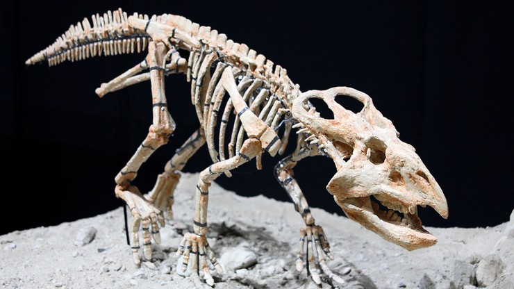 Szkielety baktrozaura i jaja protoceratopsa wracają do Mongolii