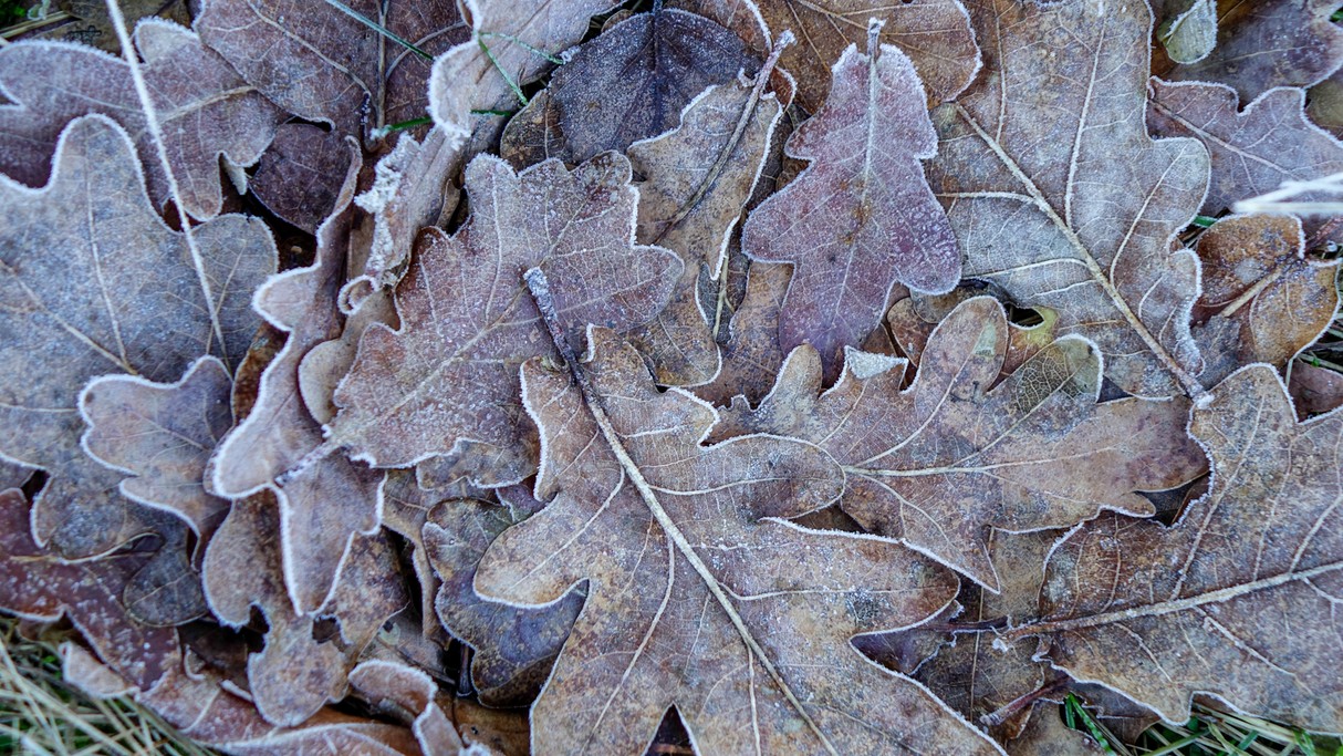 Grudzień w obiektywie - zdjęcie 8