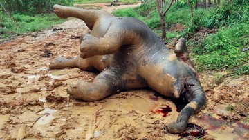 Śmierć ciężarnej słonicy. To najprawdopodobniej otrucie 