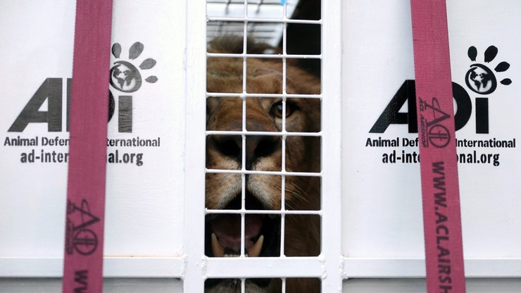 33 lwy uratowane z cyrków trafiły do RPA