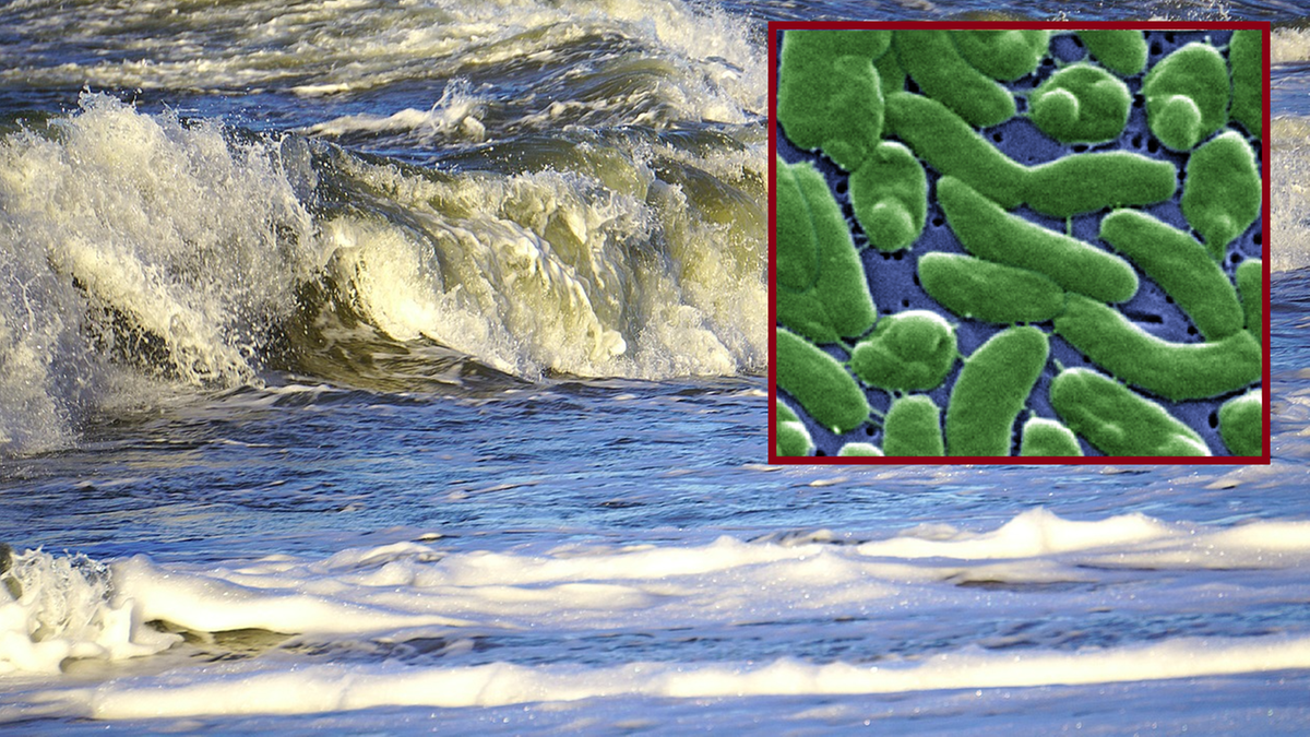 Niemcy. Bakteria Vibrio vulnificus w Bałtyku. Nie żyje 74-letni mężczyzna