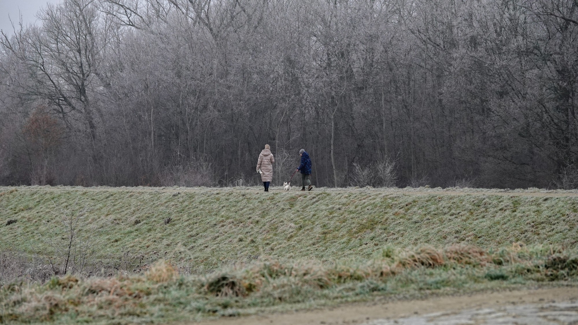 Szron pod lupą - zdjęcie 53