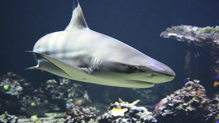 Pół miliona rekinów może zostać zabitych. Z powodu szczepionki na COVID-19