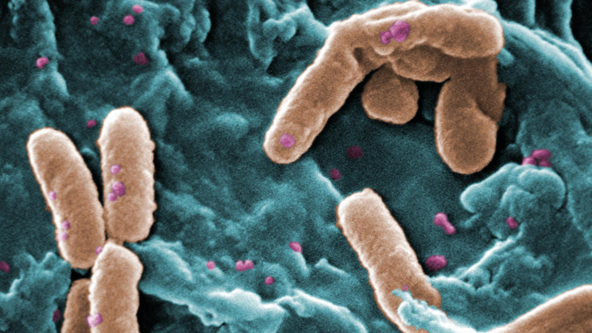 USA. Trzy kolejne zgony. Lekoodporna bakteria zbiera śmiertelne żniwo