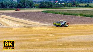 08.08.2023 00:00 Czas na żniwa