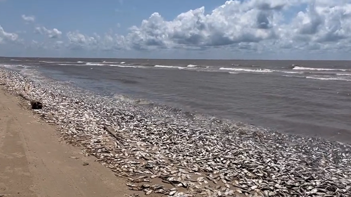 USA: Woda wyrzuciła na plaże tysiące martwych ryb
