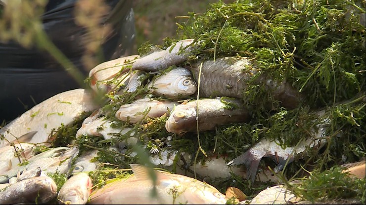 Odra. Tysiące śniętych ryb w Odrze. Trwają badania wody i poszukiwania źródła problemu
