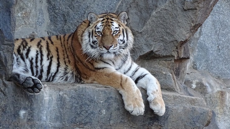 Tygrys syberyjski zabił pracownicę zoo na oczach zwiedzających
