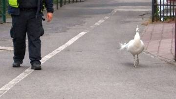 Nietypowy uciekinier z Łazienek Królewskich. Konieczna była eskorta