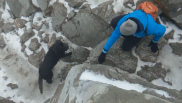 Labrador na szczycie Giewontu. Turyści pomogli mu zejść, potrzebne były kabanosy
