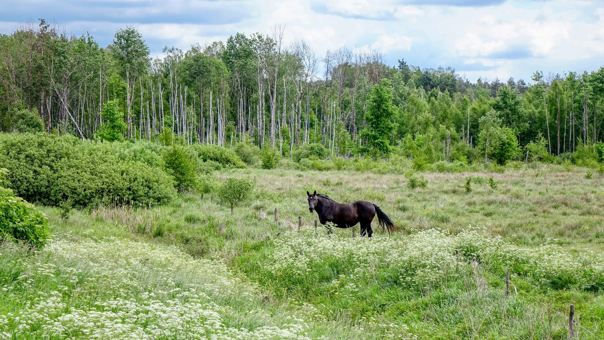 Z kamerą wśród zwierząt - zdjęcie 57