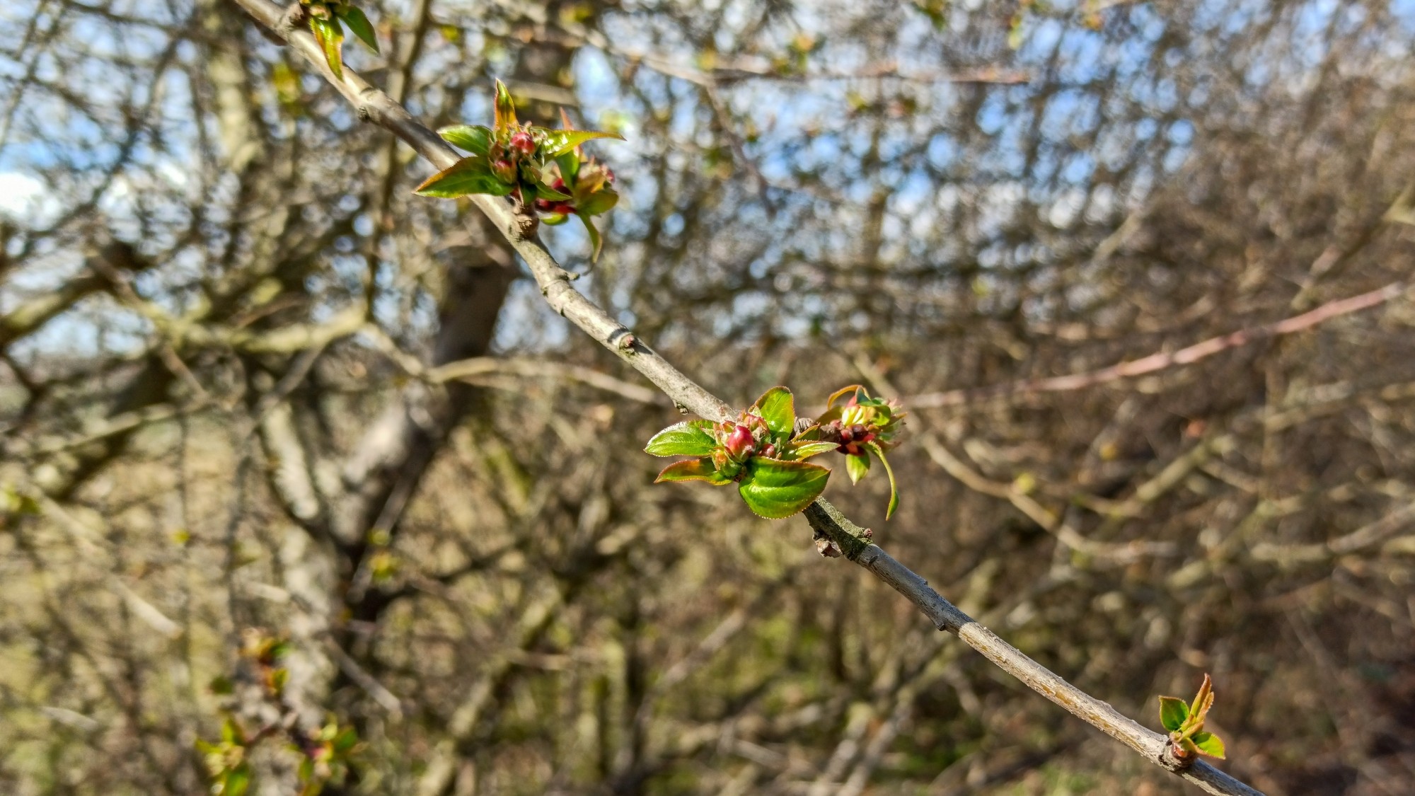 Kwitnąca wiosna - zdjęcie 25
