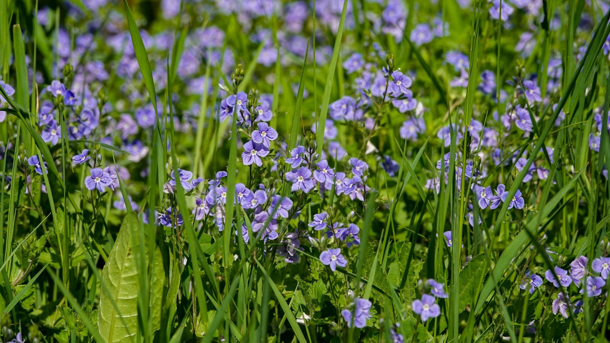 Uroki zielonej pory roku - zdjęcie 66