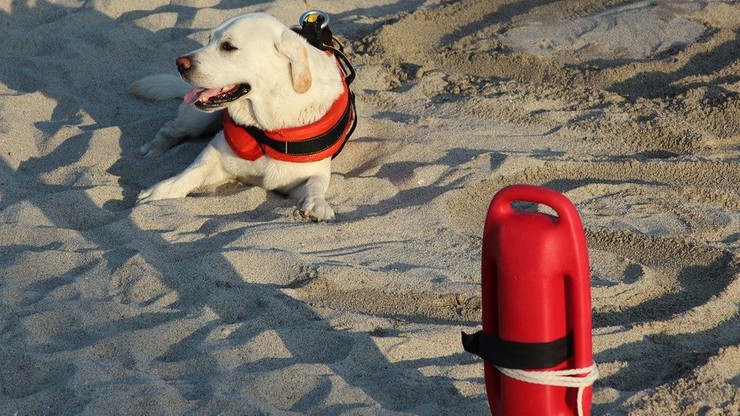 Włochy. Trzy psy uratowały z morza 14 osób, w tym ośmioro dzieci