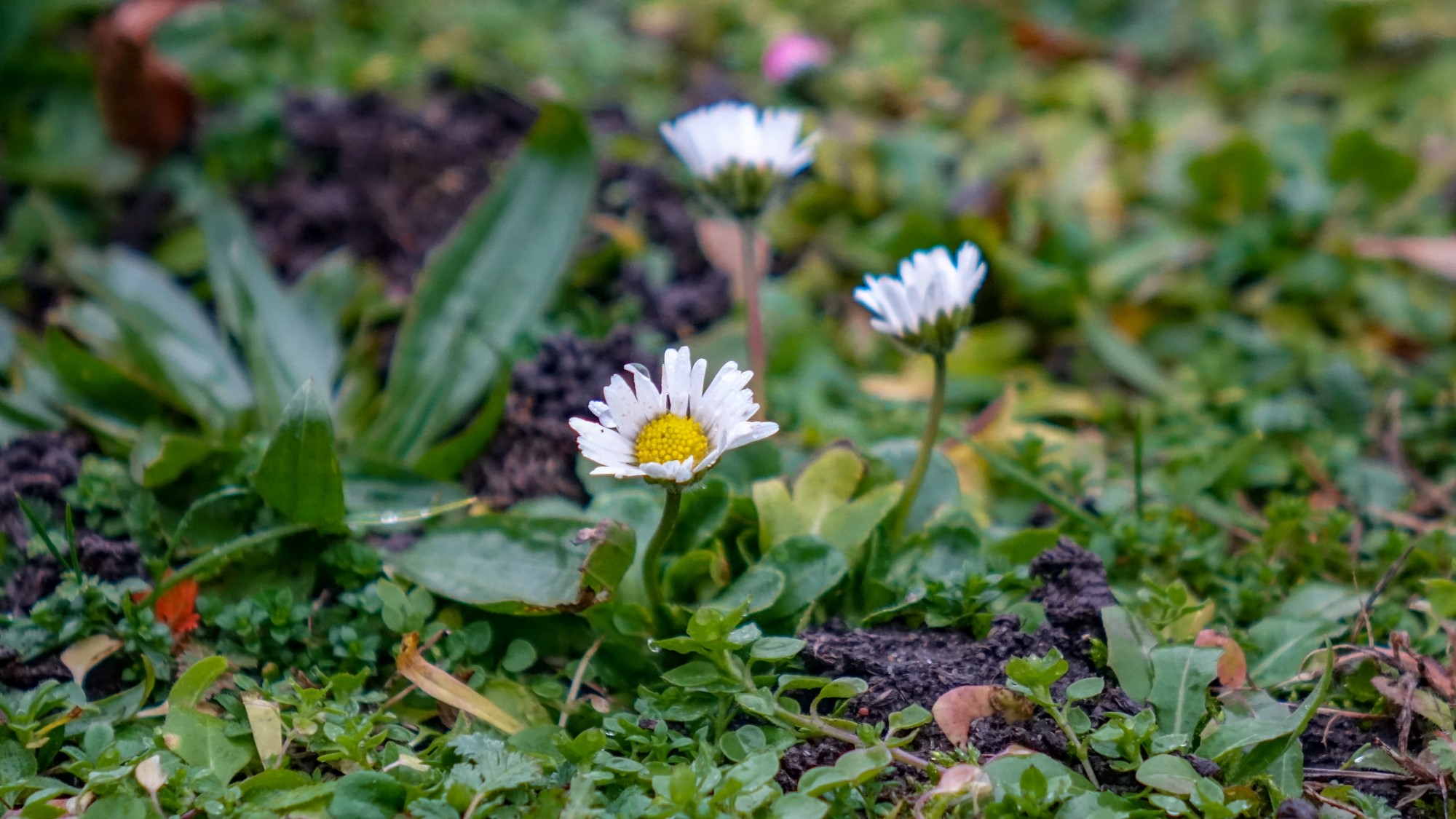 Najcieplejsza zima w historii - zdjęcie 15