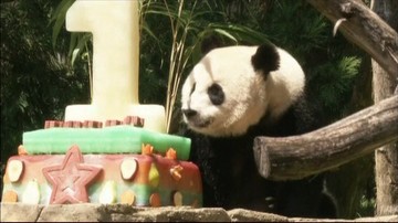 Panda Bei Bei świętuje pierwsze urodziny. Był tort i huczne przyjęcie