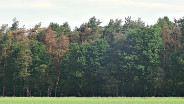 Lasy sosnowe w Polsce umierają. Powodem susza i zmiany klimatu