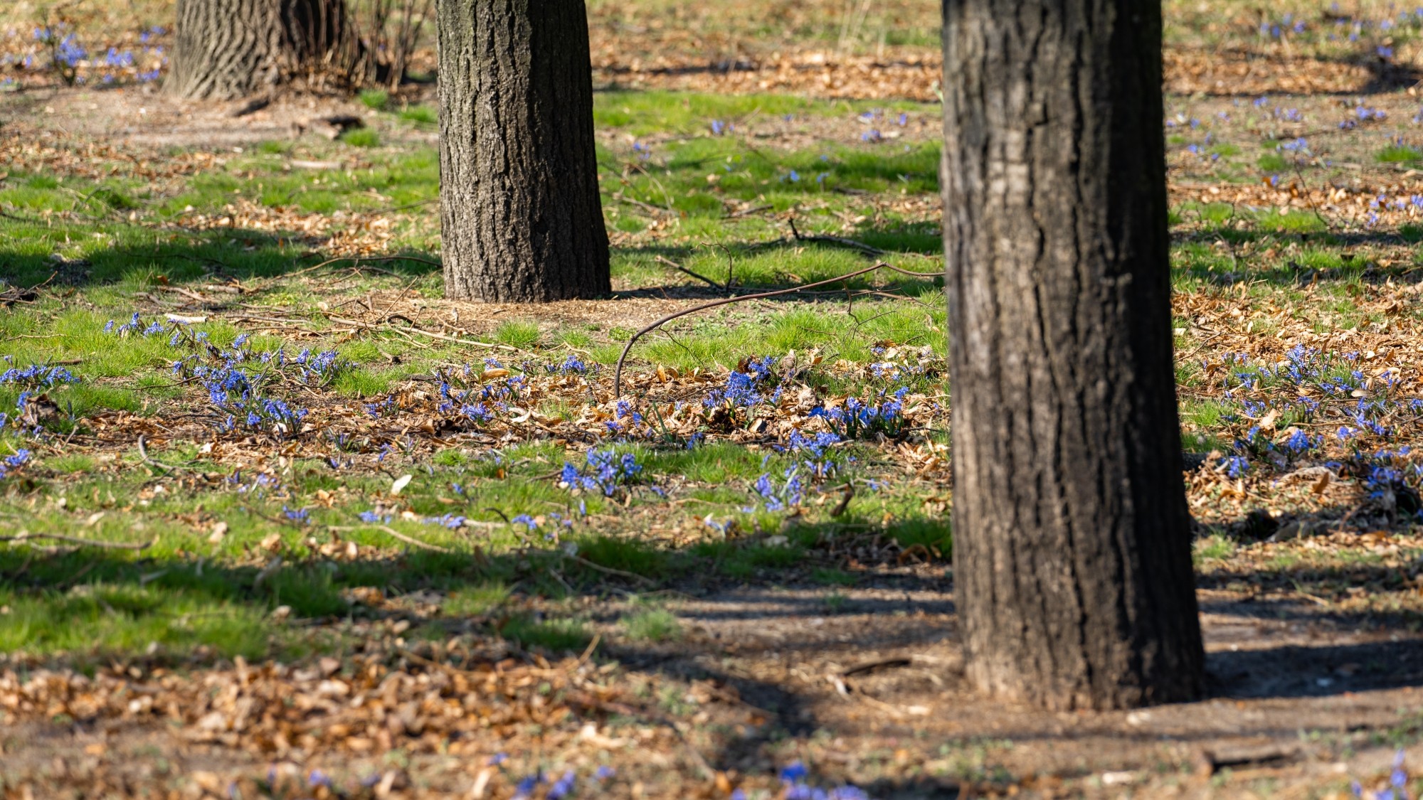 Miejska przyroda - zdjęcie 42