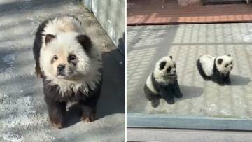 Pokazali "sztuczne pandy" w zoo. Fala oburzenia