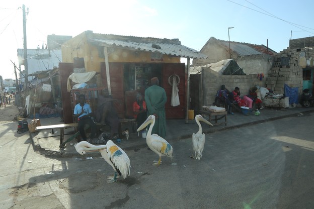 Do połowu ryb Senegalczycy wykorzystują pelikany