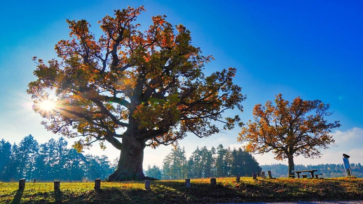 Dęby czerwone są piękne, ale też groźne dla ekosystemów. Fot. Pixabay.