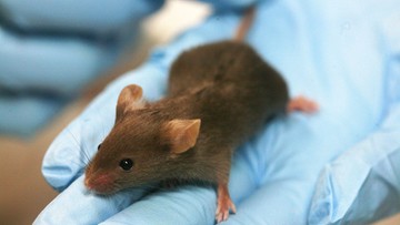 Wydłużyli życie myszy. Usunęli zużyte komórki