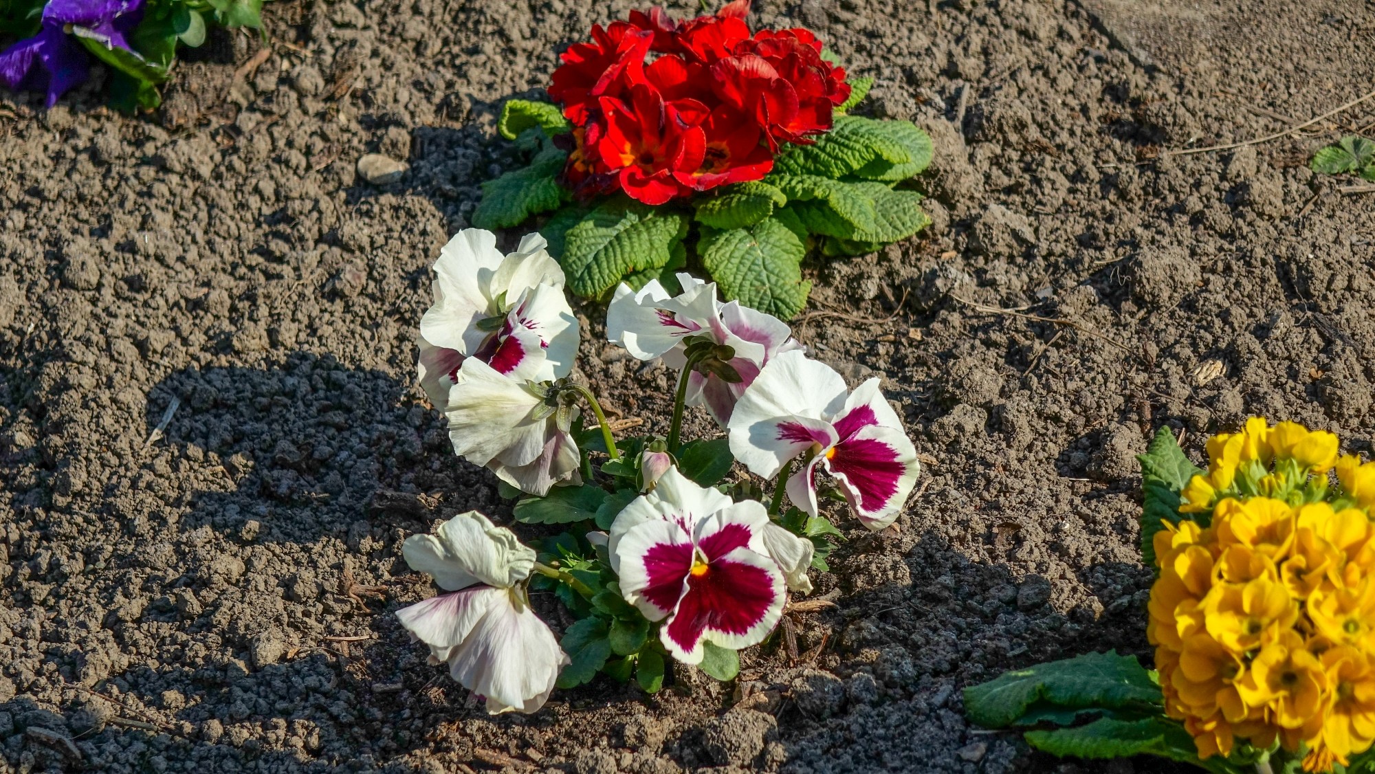 Kwitnąca wiosna - zdjęcie 5