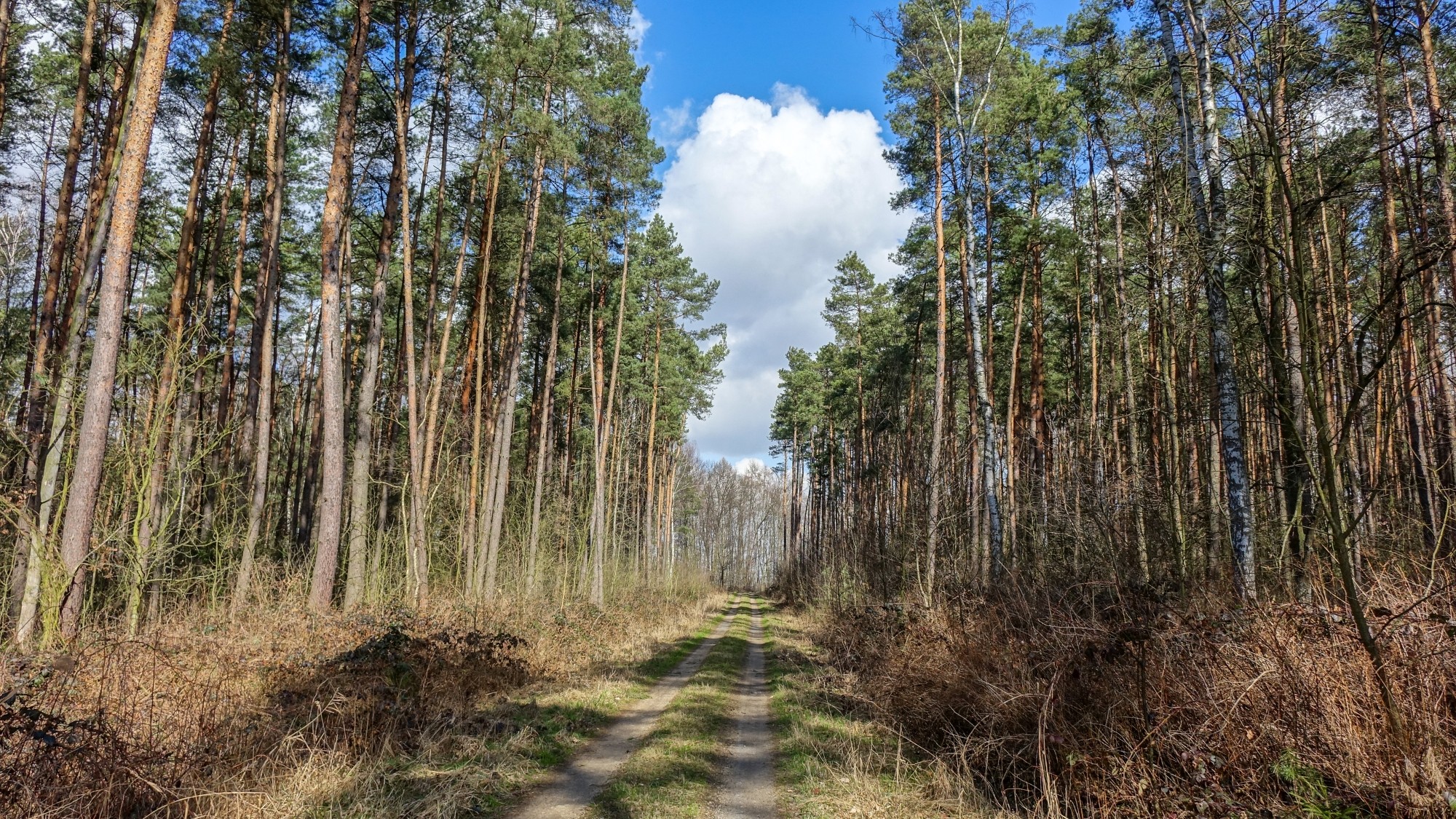 Urocze zakątki w lasach - zdjęcie 46