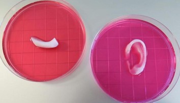 "Żywe" ludzkie ucho z drukarki 3D