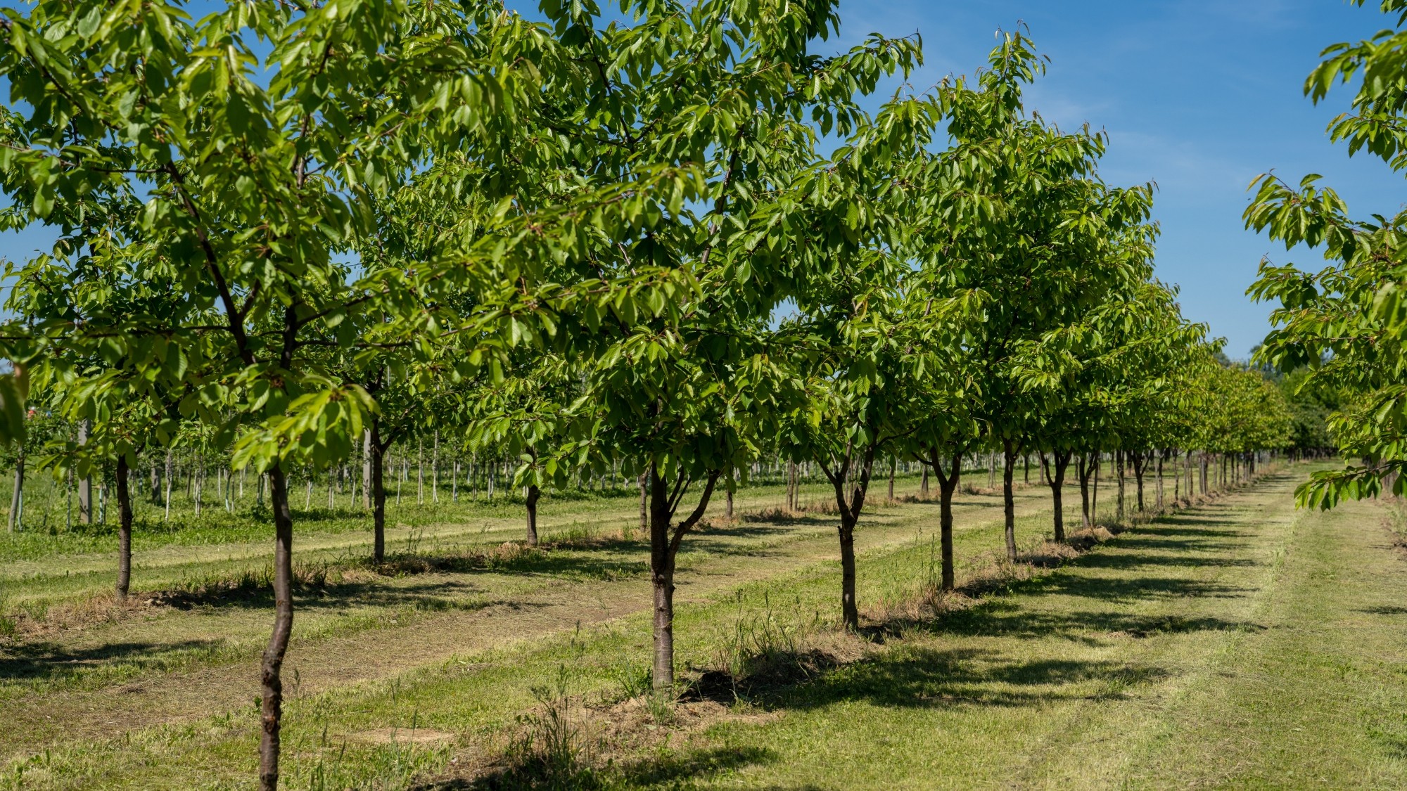 Lato na prowincji - zdjęcie 32