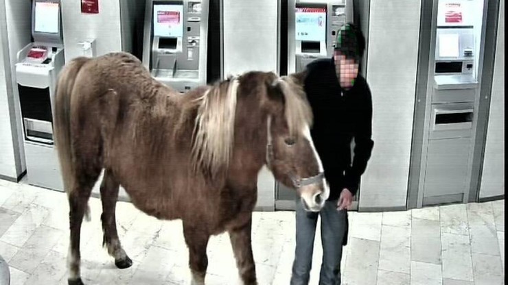Przyszedł do banku… z koniem. Po wizycie zostały odchody