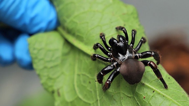 Kolumbia. Przemyt setek jadowitych pająków, skorpionów i karaluchów. Miały trafić do Niemiec